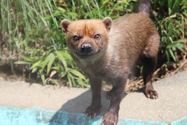 ヤブイヌ/京都市動物園（京都府/京都市）