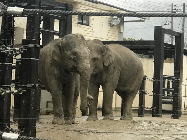 アジアゾウ/京都市動物園（京都府/京都市）