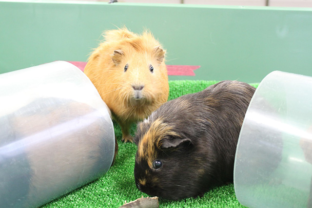 テンジクネズミ/京都市動物園（京都府/京都市）