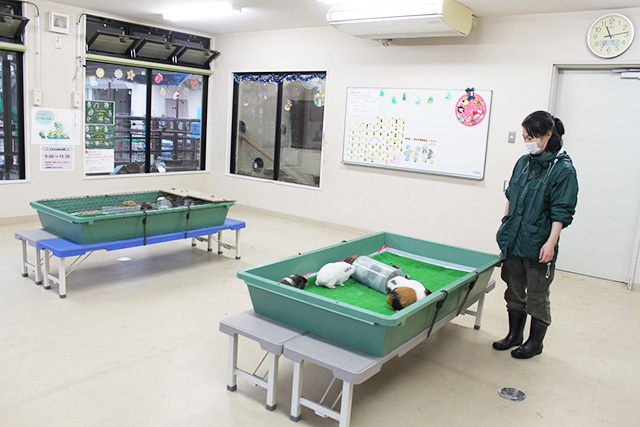 ふれあいルーム室内/京都市動物園（京都府/京都市）