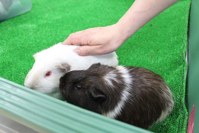 ふれあいルームのテンジクネズミ/京都市動物園（京都府/京都市）