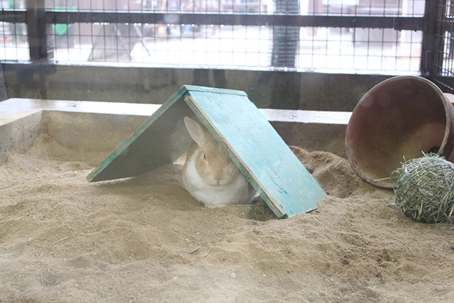 ウサギ/京都市動物園（京都府/京都市）
