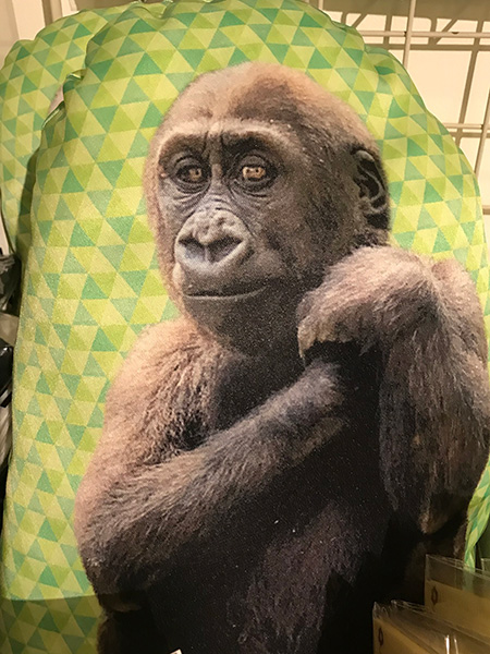 大人気のキンタロウクッション/京都市動物園（京都府/京都市）