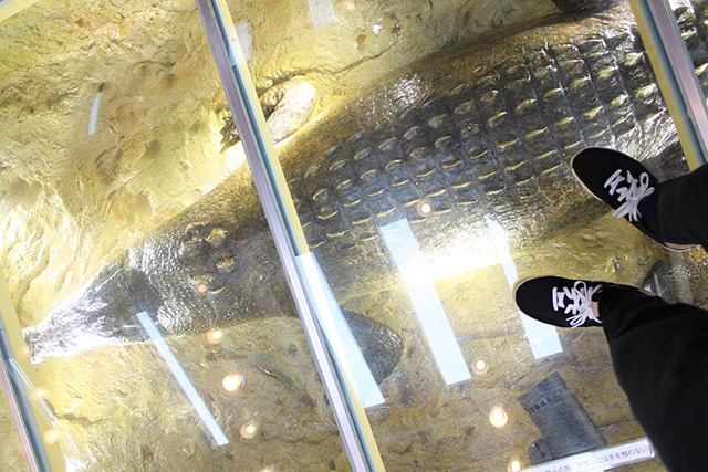 2階展示スペース/京都市動物園（京都府/京都市）