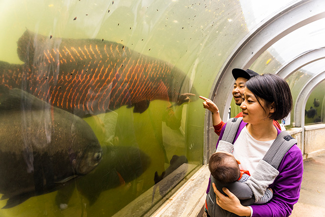 世界最大級の淡水魚のピラルク/ネオパークオキナワ(沖縄県/名護市)