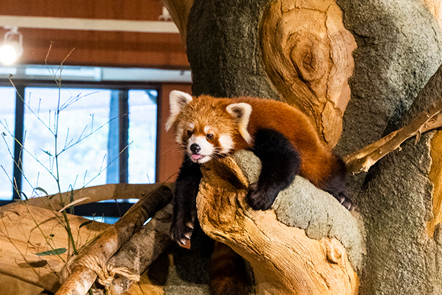 レッサーパンダ/ネオパークオキナワ(沖縄県/名護市)