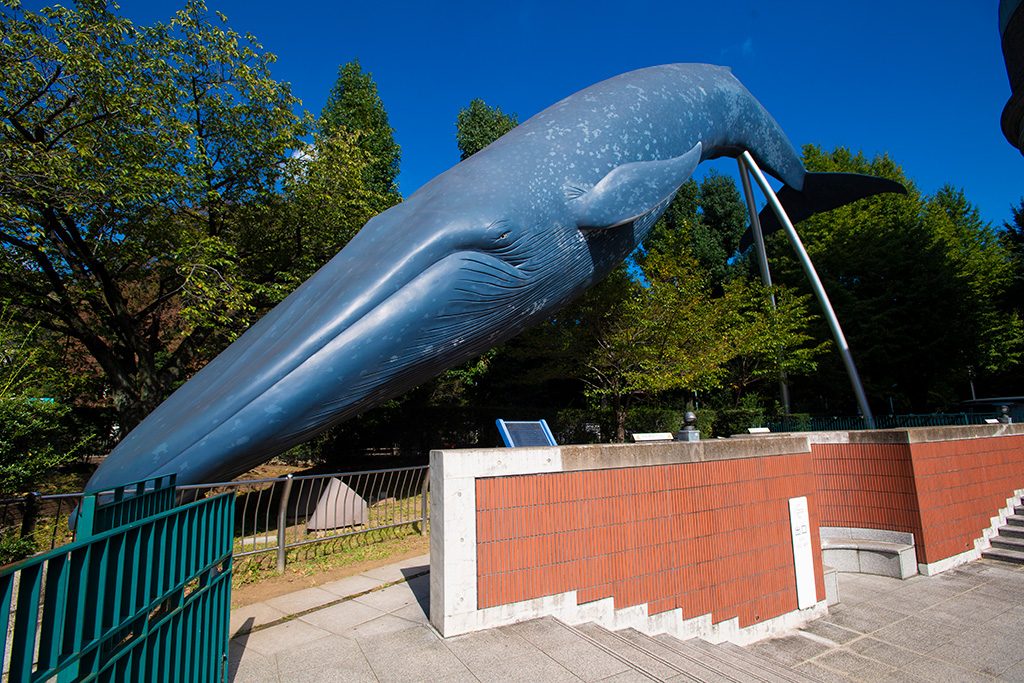 シロナガスクジラ/国立科学博物館（東京都/台東区）