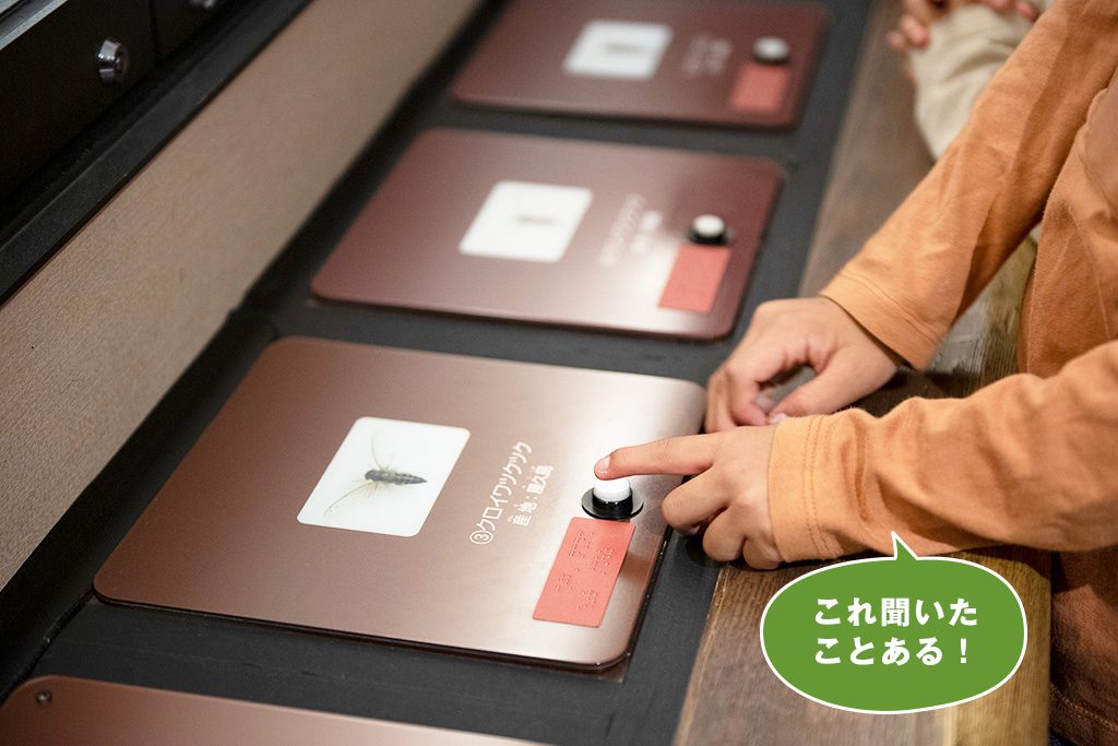 セミの鳴き声比較/国立科学博物館（東京都/台東区）