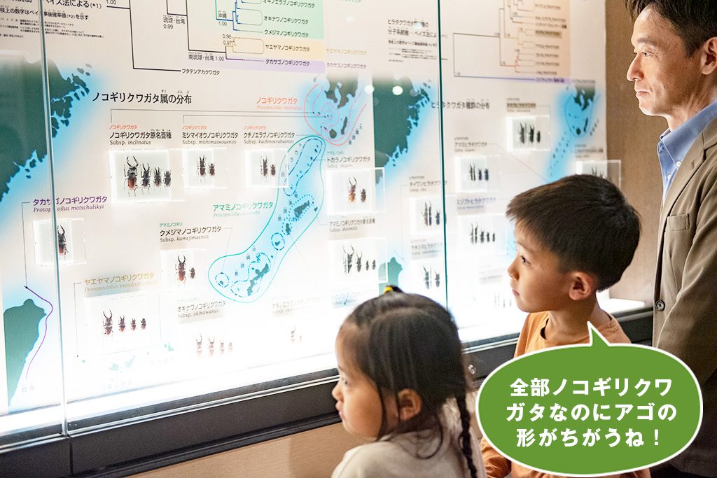 ノコギリクワガタ属の分布/国立科学博物館（東京都/台東区）