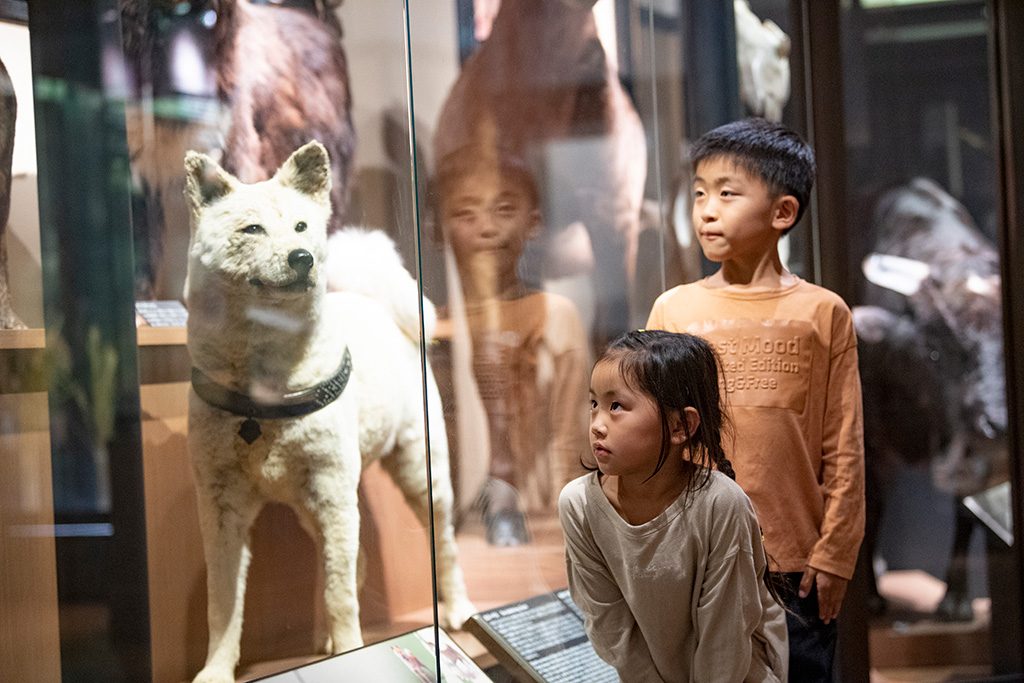 忠犬ハチ公のはく製/国立科学博物館（東京都/台東区）