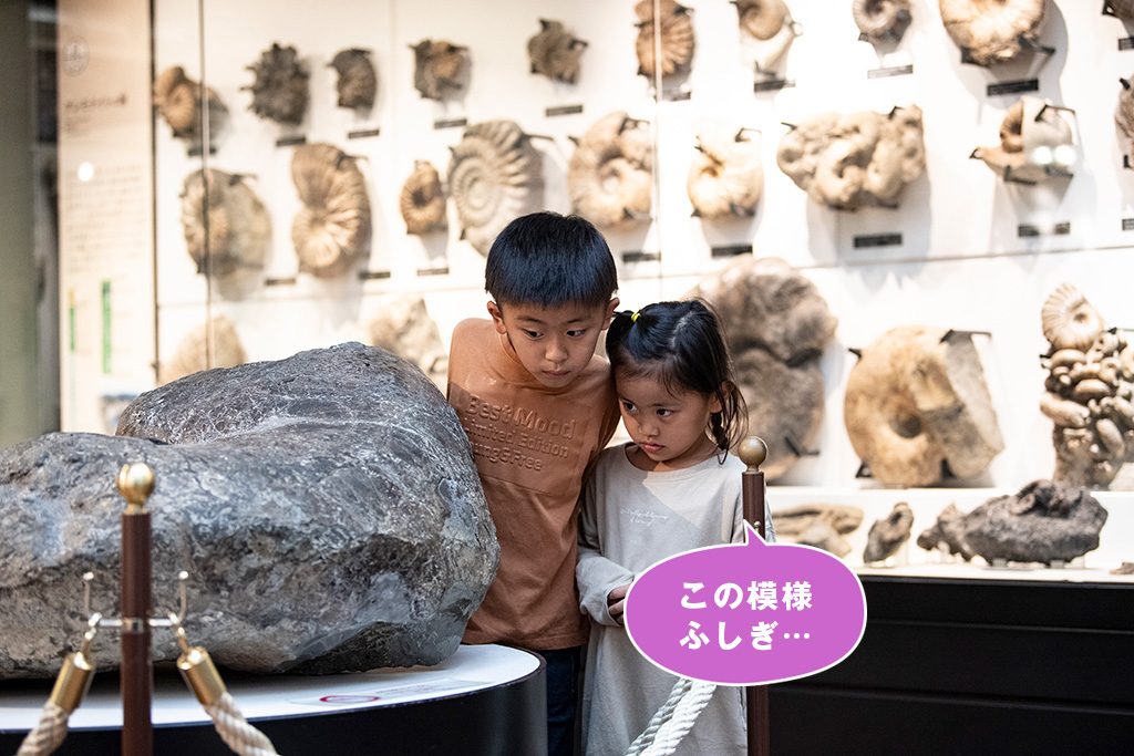 アンモナイト化石/国立科学博物館（東京都/台東区）