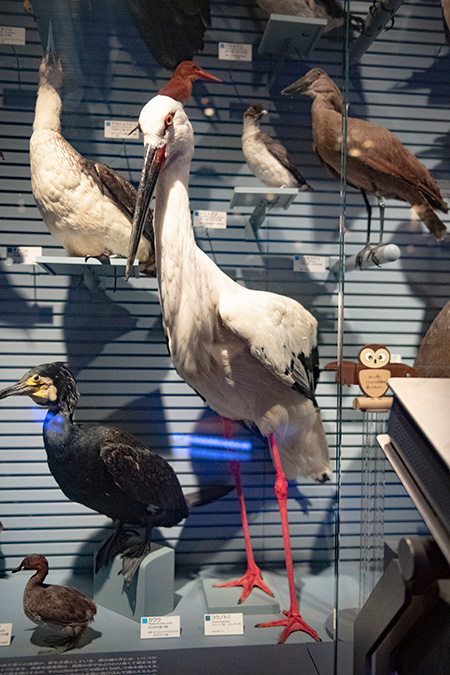 コウノトリ・トキのはく製/国立科学博物館（東京都/台東区）