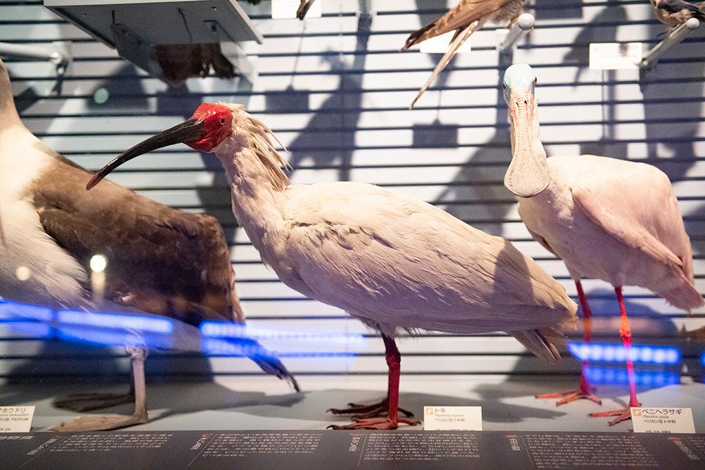 野生復帰が進められているトキのはく製/国立科学博物館（東京都/台東区）