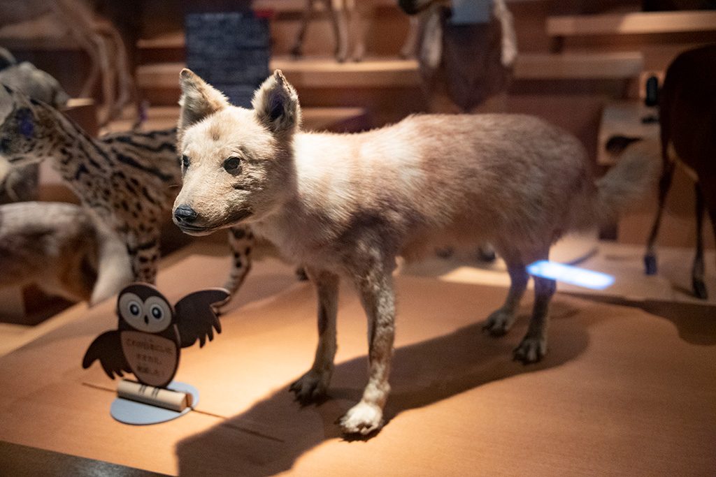 ニホンオオカミのはく製/国立科学博物館（東京都/台東区）