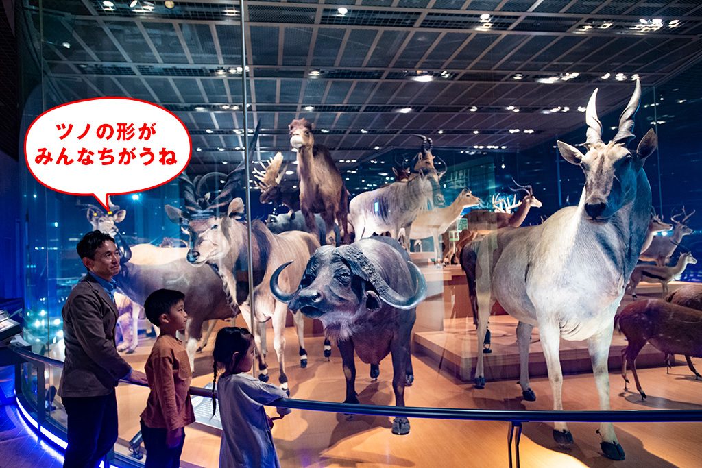 大型動物の剥製/国立科学博物館（東京都/台東区）