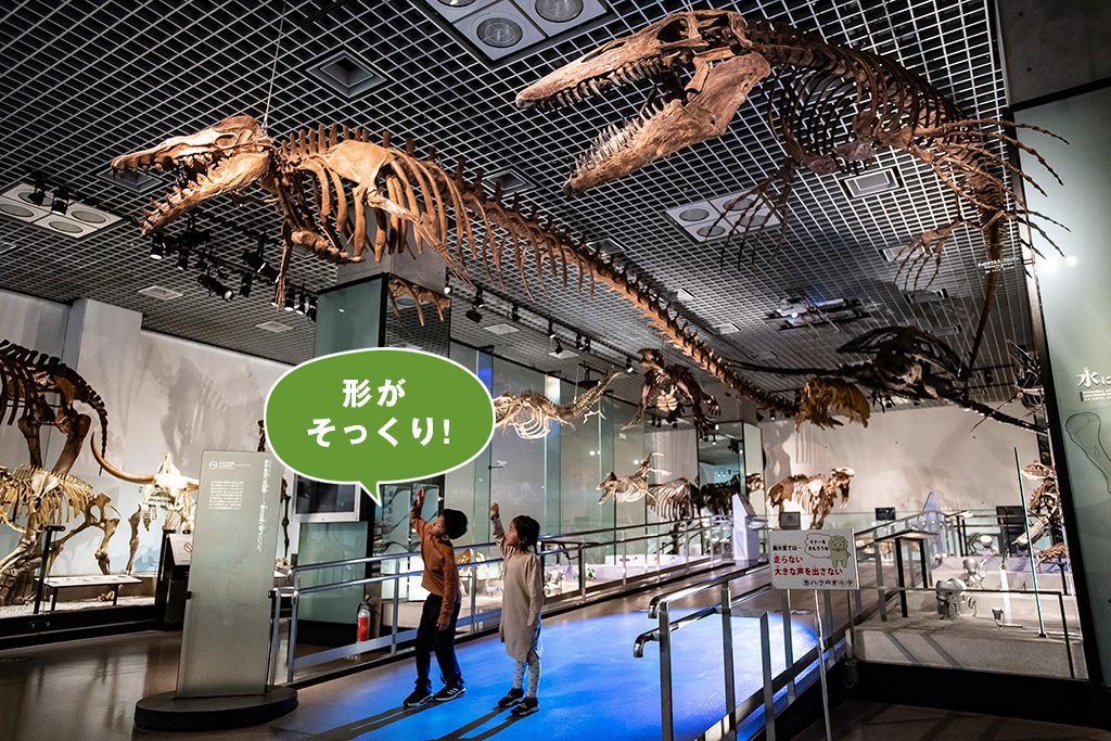 右：ティロサウルス　左：バシロサウルス/国立科学博物館（東京都/台東区）