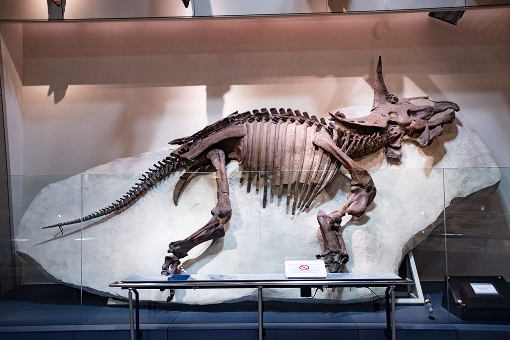 世界一のトリケラ標本/国立科学博物館（東京都/台東区）
