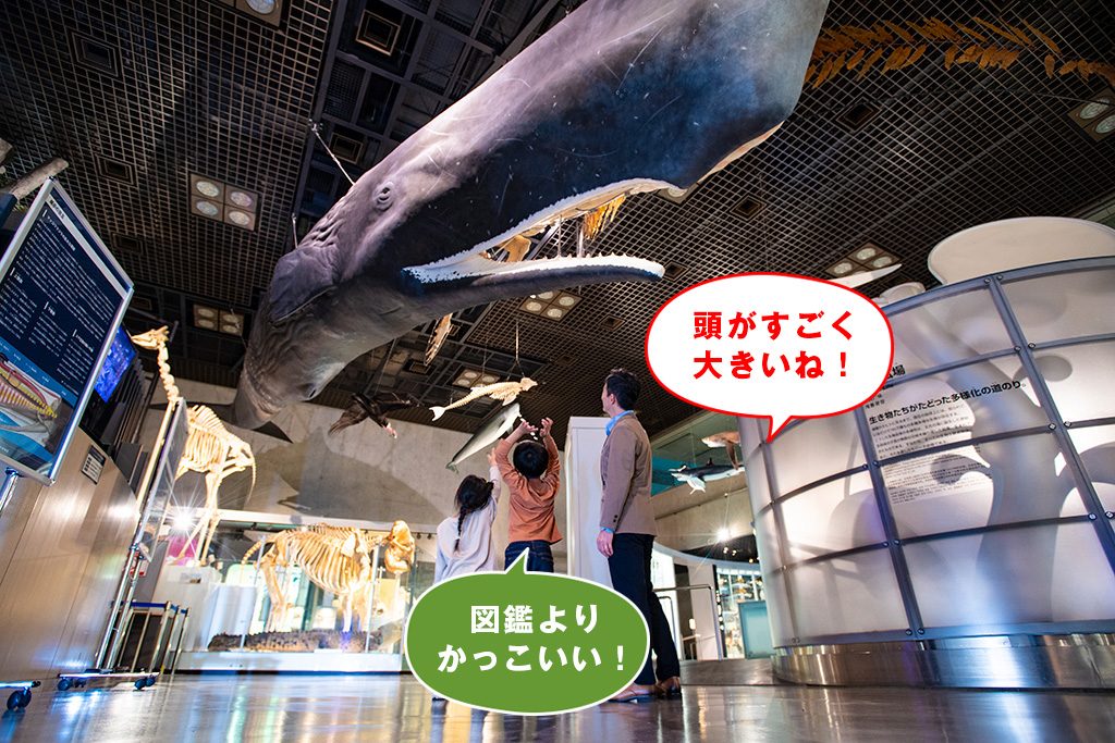 マッコウクジラ/国立科学博物館（東京都/台東区）