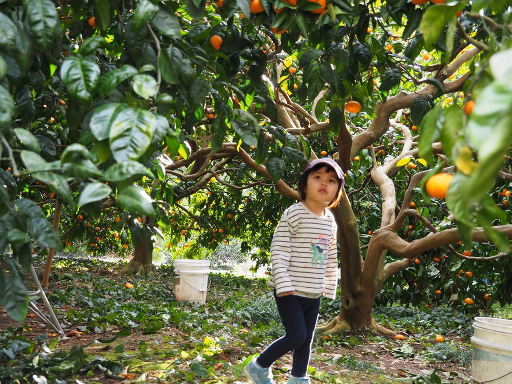 みかん園/千倉オレンジセンター（千葉県/南房総市）