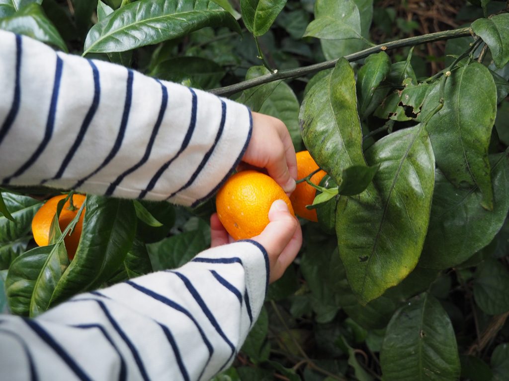 子どもでも素手でもぎ取れる温州みかん/千倉オレンジセンター（千葉県/南房総市）