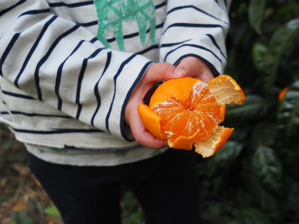鮮やかなオレンジ色の温州みかん/千倉オレンジセンター（千葉県/南房総市）