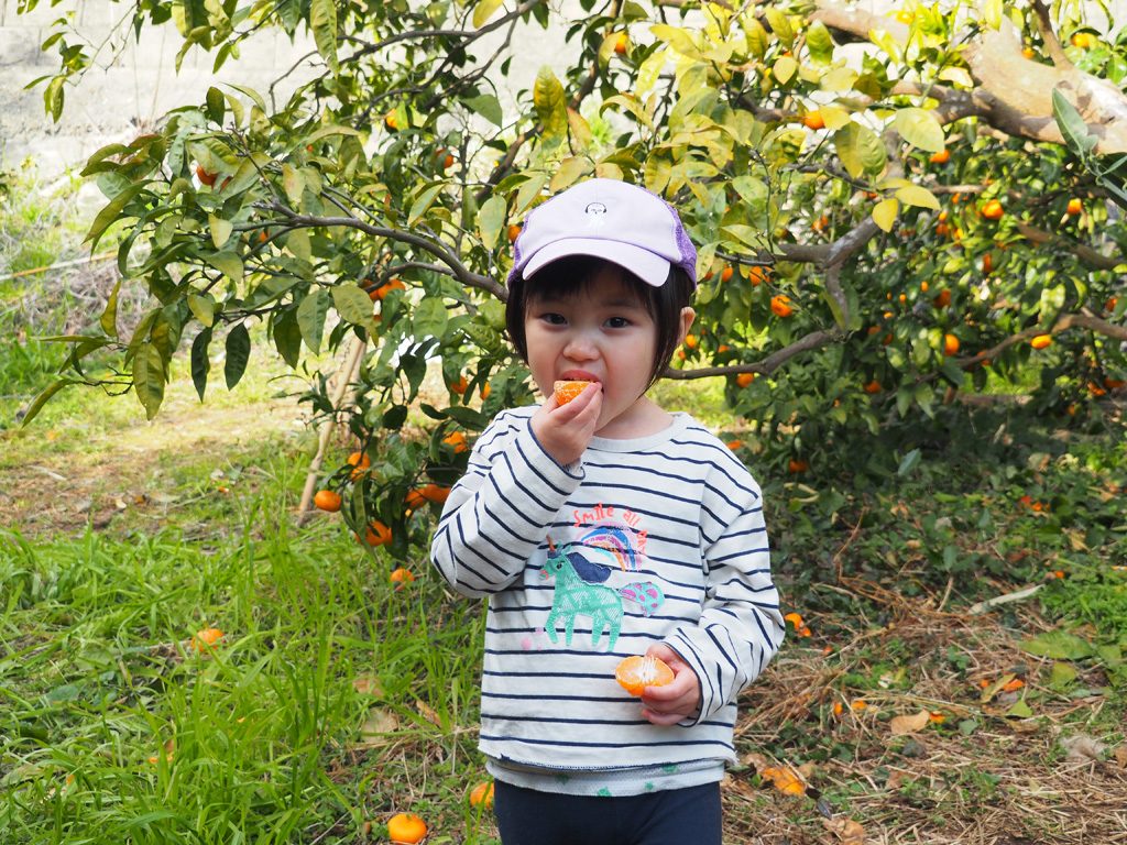 みかんを食べる子ども/千倉オレンジセンター（千葉県/南房総市）