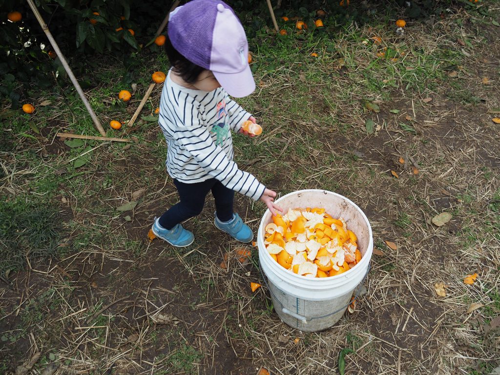 剥いたみかんの皮を入れるゴミ箱/千倉オレンジセンター（千葉県/南房総市）