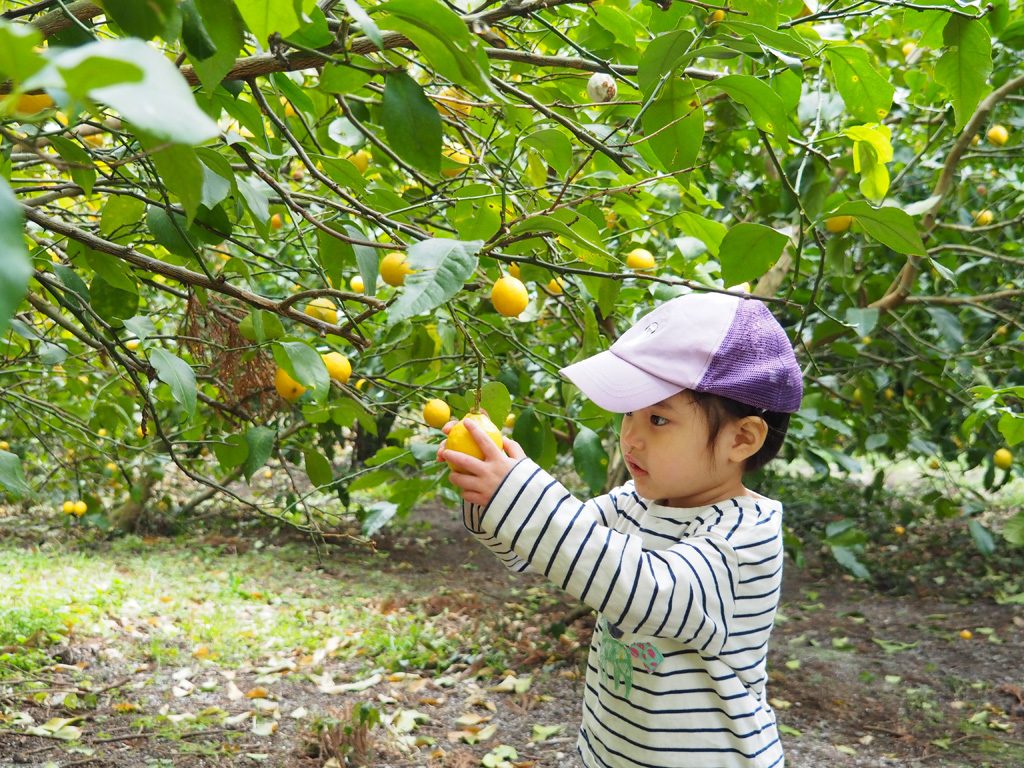 レモン狩りの様子/千倉オレンジセンター（千葉県/南房総市）