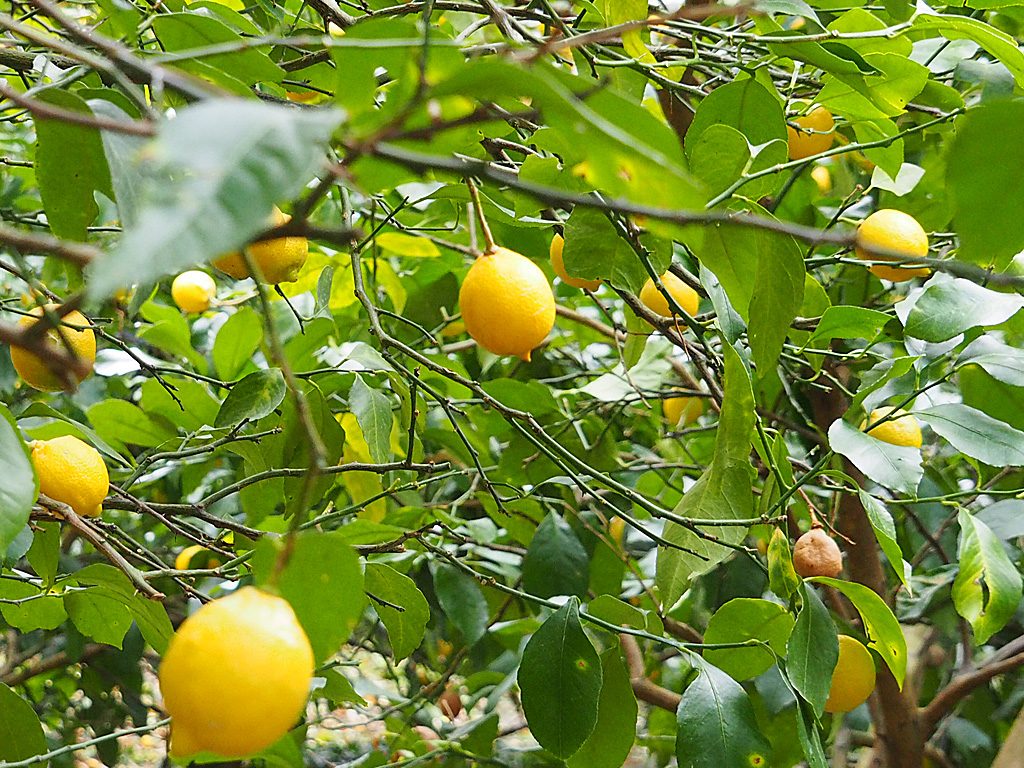 レモン/千倉オレンジセンター（千葉県/南房総市）