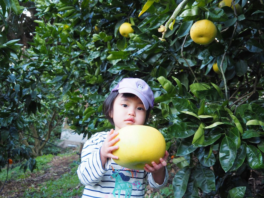 大きなブンタン/千倉オレンジセンター（千葉県/南房総市）