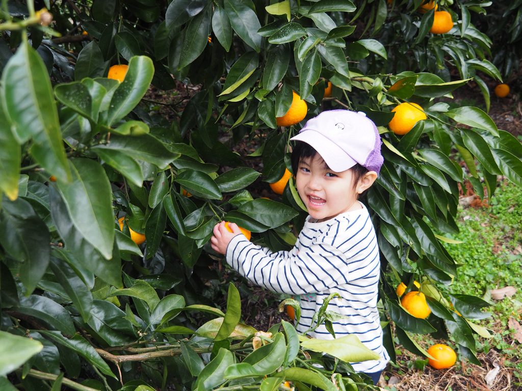 ハッサク/千倉オレンジセンター（千葉県/南房総市）