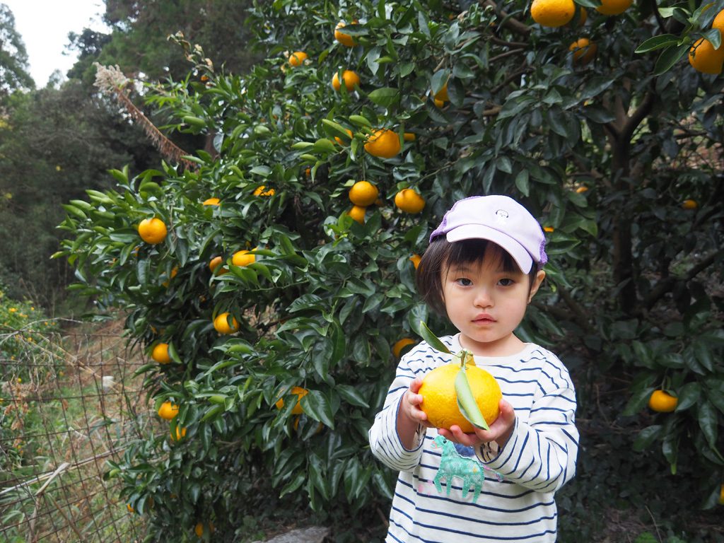 甘夏/千倉オレンジセンター（千葉県/南房総市）