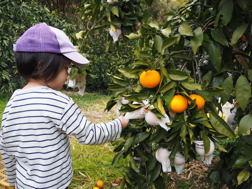 清見みかん/千倉オレンジセンター（千葉県/南房総市）