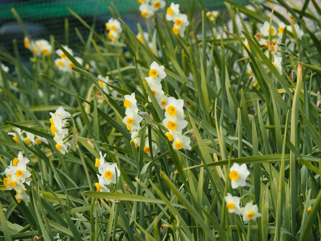 スイセンの摘み取りサービスも/千倉オレンジセンター（千葉県/南房総市）