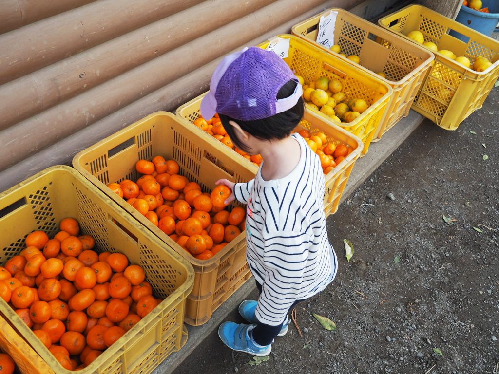 持ち帰り可能の柑橘類（有料）/千倉オレンジセンター（千葉県/南房総市）