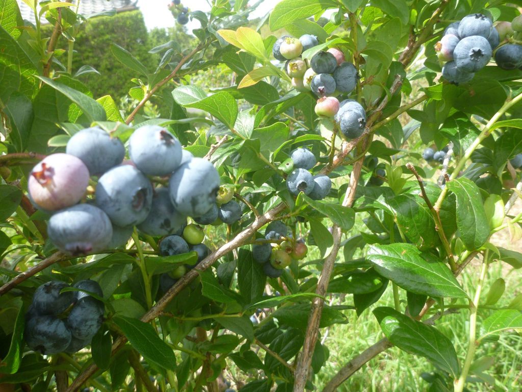 ブルーベリー/千倉オレンジセンター（千葉県/南房総市）