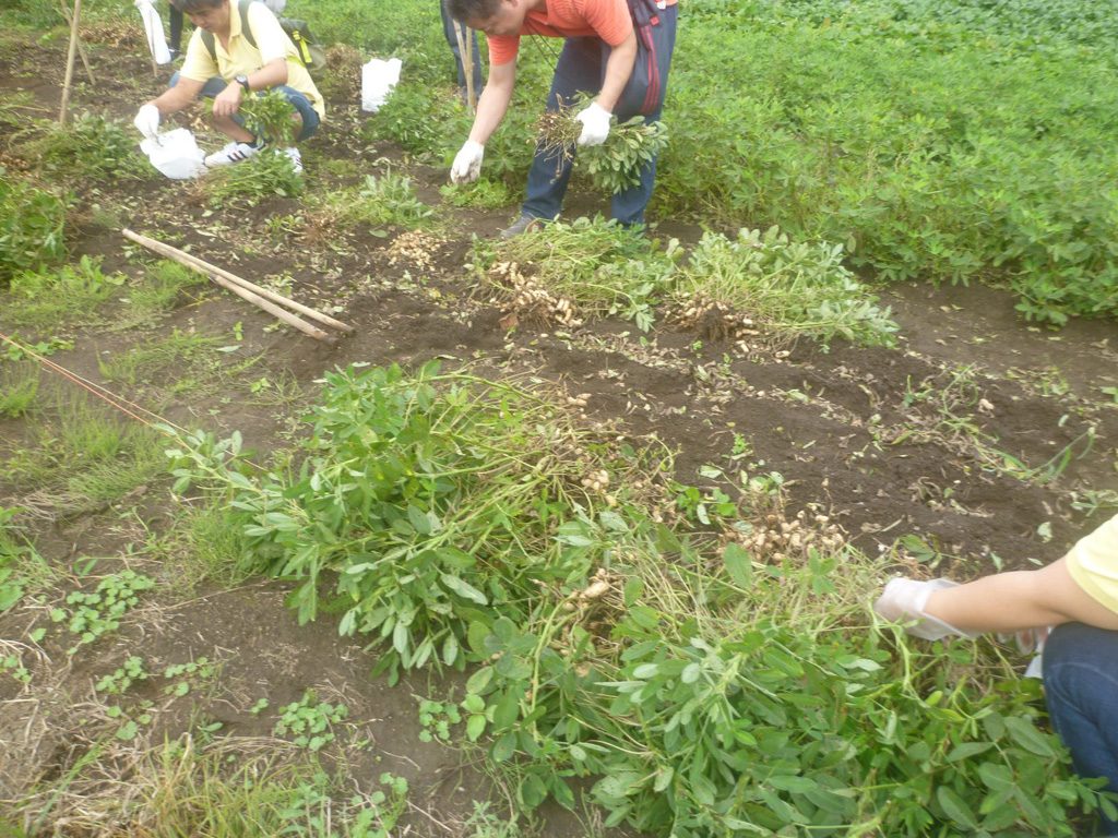 落花生の収穫体験/千倉オレンジセンター（千葉県/南房総市）