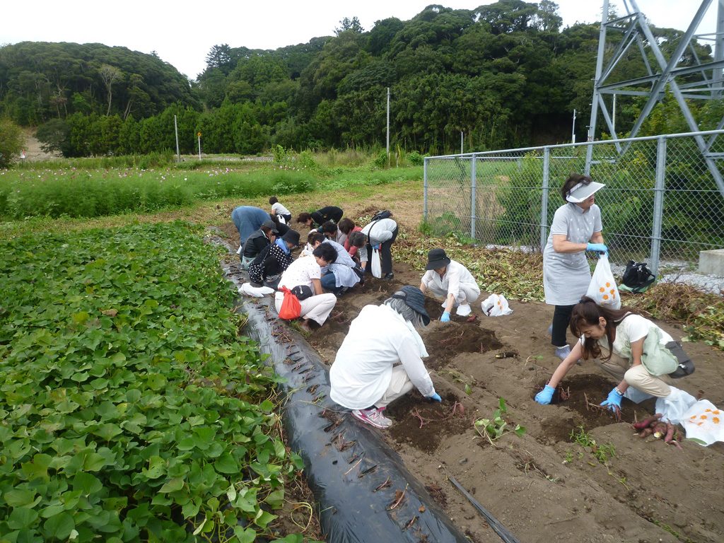 さつまいも掘り/千倉オレンジセンター（千葉県/南房総市）