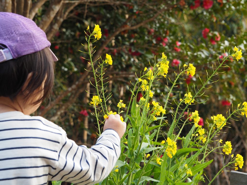 四季折々に美しい花々も見られる/千倉オレンジセンター（千葉県/南房総市）