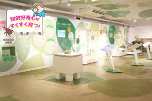 シルク博物館（神奈川県）で、かいこから絹ができるまでを学ぼう！