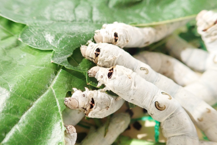 飼育しているかいこ/シルク博物館（神奈川県/横浜市）