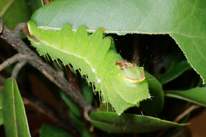 夏の「かいこ教室」で展示している天蚕/シルク博物館（神奈川県/横浜市）