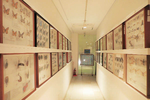 館内に展示している昆虫標本/ファーブル昆虫館（東京都/文京区）