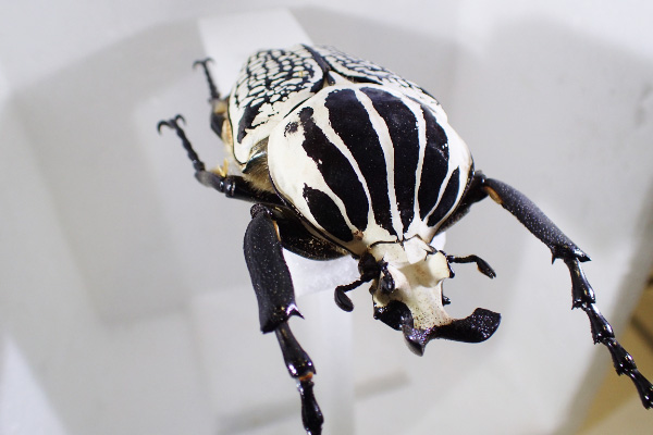 ゴライアスオオツノハナムグリの標本/ファーブル昆虫館（東京都/文京区）