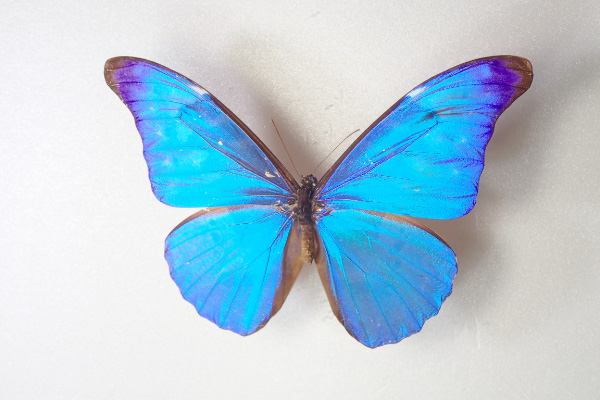 メネラウスモルフォの標本/ファーブル昆虫館（東京都/文京区）