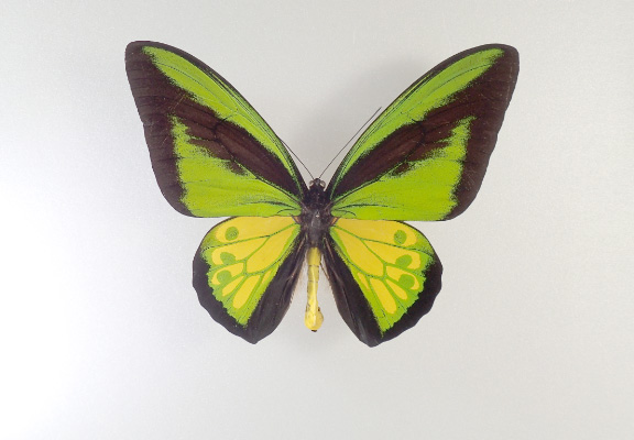 ゴライアストリバネアゲハの標本/ファーブル昆虫館（東京都/文京区）