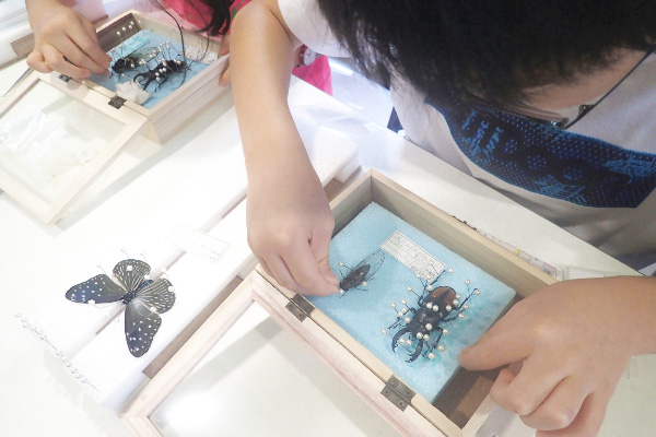 昆虫標本教室の様子/ファーブル昆虫館（東京都/文京区）