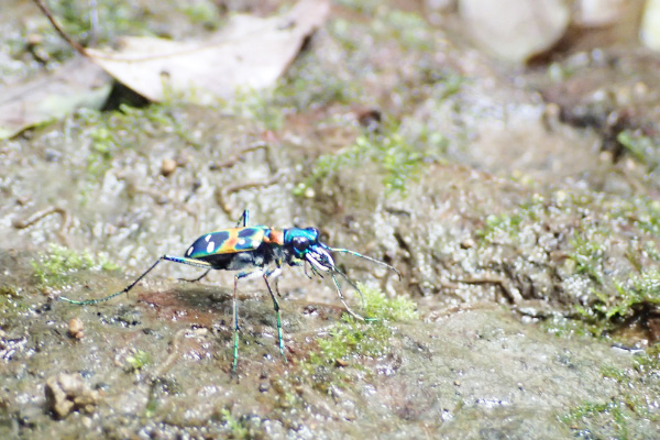 ナミハンミョウ/ファーブル昆虫館（東京都/文京区）