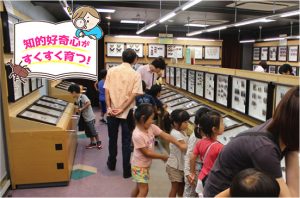 蝶のひろば 株式会社サガミ（神奈川県）で世界中の美しいチョウたちの標本を見てみよう！