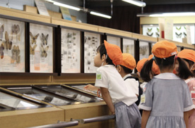 標本コーナー/蝶のひろば 株式会社サガミ（神奈川県/横須賀市）